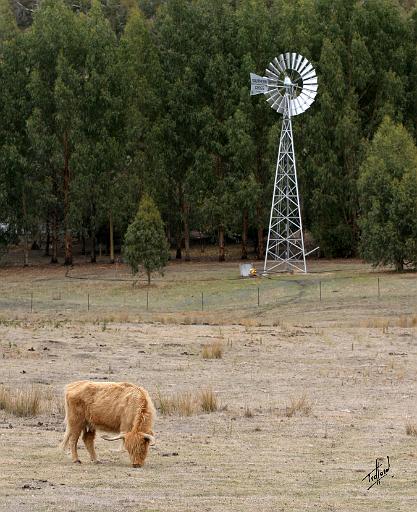 Highland Cow 9Y345D-041.JPG